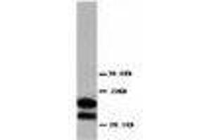 Image no. 1 for anti-Myelin Basic Protein (MBP) (AA 182-197) antibody (ABIN1493394) (MBP Antikörper  (AA 182-197))