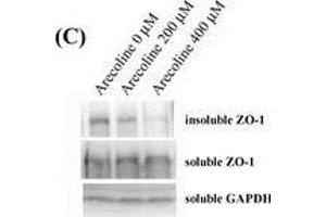 Western Blotting (WB) image for anti-Glyceraldehyde-3-Phosphate Dehydrogenase (GAPDH) antibody (ABIN2857072)