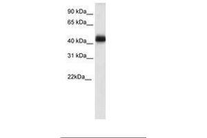 NK2 Homeobox 4 anticorps  (C-Term)