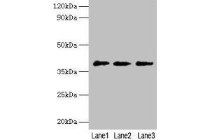Western blot All lanes: POU5F1 antibody at 2 μg/mL Lane 1: Jurkat whole cell lysate Lane 2: Hela whole cell lysate Lane 3: 293T whole cell lysate Secondary Goat polyclonal to rabbit IgG at 1/10000 dilution Predicted band size: 39, 31 kDa Observed band size: 39 kDa (OCT4 Antikörper  (AA 1-360))