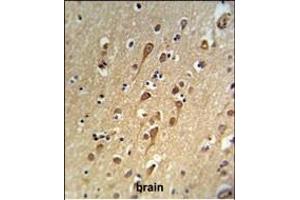 URG4 Antibody (Center) (ABIN653942 and ABIN2843171) IHC analysis in formalin fixed and paraffin embedded brain tissue followed by peroxidase conjugation of the secondary antibody and DAB staining. (URGCP Antikörper  (AA 466-495))