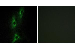 Peptide - +Western blot analysis of extracts from HeLa cells, using ADRB2 antibody. (beta 2 Adrenergic Receptor Antikörper)
