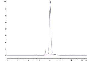 The purity of Cynomolgus HGFA (pro form) is greater than 95 % as determined by SEC-HPLC. (HGFA Protein (AA 34-650) (His tag))