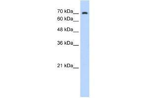 WB Suggested Anti-ZNF441 Antibody Titration:  0. (ZNF441 Antikörper  (N-Term))