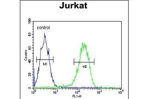 N3 Antibody (C-term) (ABIN651149 and ABIN2840100) flow cytometric analysis of Jurkat cells (right histogram) comred to a negative control cell (left histogram). (PAN3 Antikörper  (C-Term))