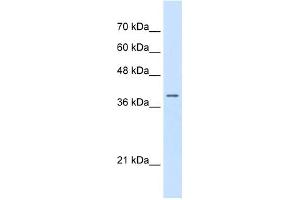 WB Suggested Anti-STRAP Antibody Titration:  0. (STRAP Antikörper  (N-Term))
