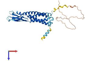 Synaptophysin Protein (SYP) (AA 1-314) (His tag)