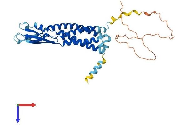 Synaptophysin Protein (SYP) (AA 1-314) (His tag)