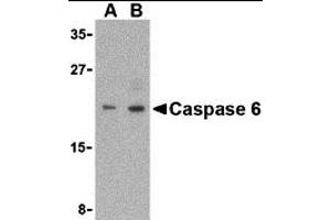 Western Blotting (WB) image for anti-Caspase 6, Apoptosis-Related Cysteine Peptidase (CASP6) (Middle Region) antibody (ABIN1030902) (Caspase 6 Antikörper  (Middle Region))
