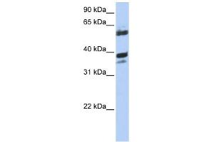DNAJB1 antibody used at 1 ug/ml to detect target protein. (DNAJB1 Antikörper)