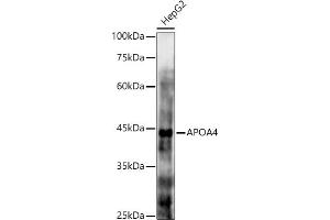 Western blot analysis of extracts of HepG2 cells, using  antibody (ABIN6131047, ABIN6137000, ABIN6137001 and ABIN6225090) at 1:1000 dilution. (APOA4 Antikörper  (AA 227-396))