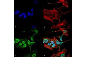 Immunocytochemistry/Immunofluorescence analysis using Mouse Anti-Alpha Synuclein Monoclonal Antibody, Clone 3C11 (ABIN5564053).
