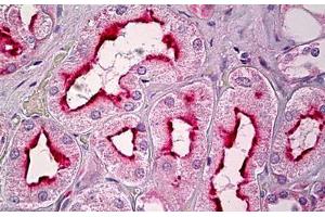 Anti-GPR101 antibody IHC staining of human kidney, tubules. (GPR101 Antikörper  (AA 451-500))