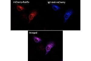 Immunofluorescence (IF) image for Chicken anti-Chicken IgY antibody (DyLight 405) (ABIN7273051)