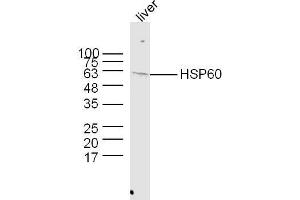 Western Blotting (WB) image for anti-Heat Shock 60kDa Protein 1 (Chaperonin) (HSPD1) (AA 501-573) antibody (ABIN726080)