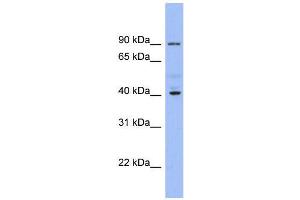 Western Blotting (WB) image for anti-Potassium Inwardly-Rectifying Channel, Subfamily J, Member 9 (KCNJ9) (Middle Region) antibody (ABIN2776176)