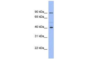 WB Suggested Anti-KCNJ9  Antibody Titration: 0. (KCNJ9 Antikörper  (Middle Region))