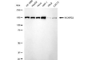 Western blotting analysis using NCAPD2 antibody (ABIN7800957). (Rekombinanter NCAPD2 Antikörper)