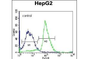 PON2 Antibody (N-term) (ABIN656876 and ABIN2846077) flow cytometric analysis of K562 cells (right histogram) compared to a negative control cell (left histogram). (PON2 Antikörper  (N-Term))