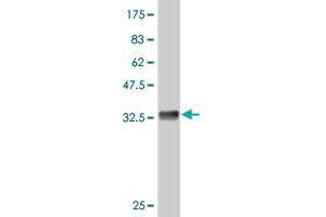 Western Blot detection against Immunogen (33. (SP6 Antikörper  (AA 187-251))