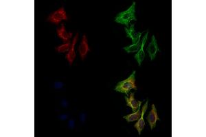ABIN6258326 and ABIN6275198 staining 3 by IF/ICC. (Six5 Antikörper  (C-Term))