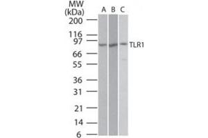 Western blot analysis of TLR1 in Ramos (A), Raw (B), and (C) TLR1 transfected cell lysate using TLR1 polyclonal antibody  at 2 ug/mL .