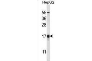 Western Blotting (WB) image for anti-APG8b antibody (ABIN2996776) (APG8b Antikörper)