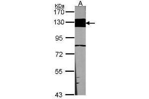 WB Image Sample (30 ug of whole cell lysate) A:NIH-3T3 7. (Laminin beta 3 Antikörper)
