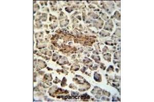 SUMF1 Antibody (C-Term) (ABIN653924 and ABIN2843158) immunohistochemistry analysis in formalin fixed and paraffin embedded human pancreas tissue followed by peroxidase conjugation of the secondary antibody and DAB staining. (SUMF1 Antikörper  (C-Term))