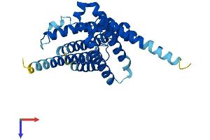 Aquaporin 11 (AQP11) (AA 1-271) protein (His tag)