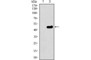 Western Blotting (WB) image for anti-Tubulin, beta 2A (TUBB2A) (AA 25-187) antibody (ABIN1846607) (TUBB2A Antikörper  (AA 25-187))