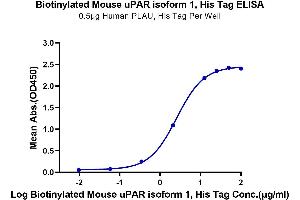 ELISA image for Plasminogen Activator, Urokinase Receptor (PLAUR) (AA 24-298) protein (His-Avi Tag,Biotin) (ABIN7275410)