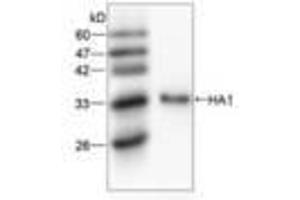 Image no. 1 for anti-Hemagglutinin antibody (Influenza A Virus) (AA 102-341) (ABIN791605) (Hemagglutinin Antikörper  (AA 102-341))