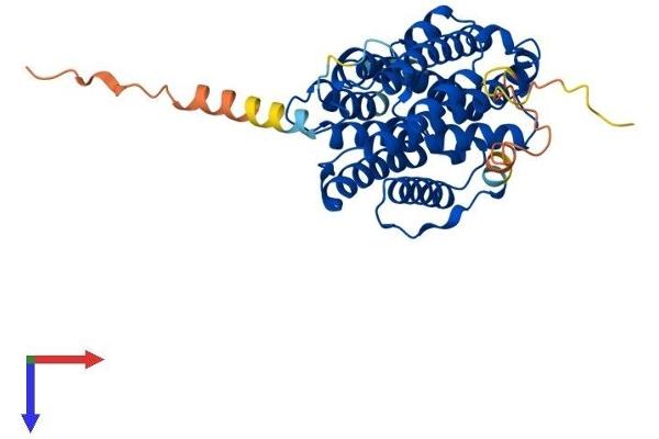 RRM2B Protein (AA 1-351) (His tag)