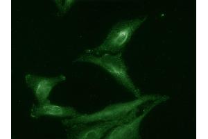 IF of Aha1 tested on HeLa cell lysates. (AHSA1 Antikörper)