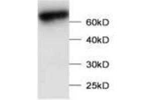 Image no. 1 for anti-Leucine Zipper Transcription Factor-Like 1 (LZTFL1) antibody (ABIN791476) (LZTFL1 Antikörper)