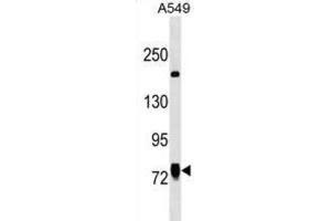 Western Blotting (WB) image for anti-Lines Homolog (Drosophila) (LINS) antibody (ABIN3000007)
