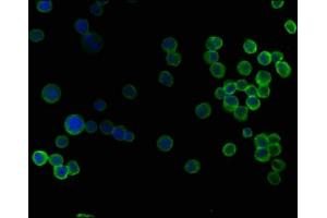 Immunofluorescence (IF) image for anti-SKI Family Transcriptional Corepressor 2 (SKOR2) (AA 19-36) antibody (ABIN7140147)