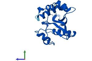Protein Structure (PS) image for Spermidine/spermine N1-Acetyltransferase 1 (SAT1) (AA 1-171) protein (His tag) (ABIN7545983)