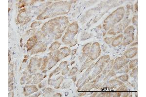Immunoperoxidase of monoclonal antibody to RAPGEF6 on formalin-fixed paraffin-embedded human pancreas. (RAPGEF6 Antikörper  (AA 1012-1110))