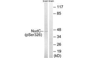 Western blot analysis of extracts from rat brain, using NudC (Phospho-Ser326) Antibody. (NUDC Antikörper  (pSer326))