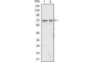 Western blot analysis using FMR1 mouse mAb against Jurkat (1) and K562 (2) cell lysate. (FMR1 Antikörper)