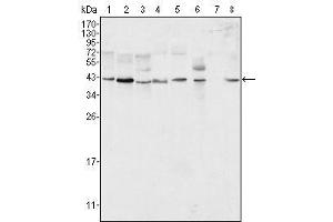 Western Blot showing ERK2 antibody used against Hela (1), NIH/3T3 (2), MCF-7 (3), HEK293 (4), Jurkat (5), A549 (6), NTERA-2 (7) and SMMC-7721 (8) cell lysate.