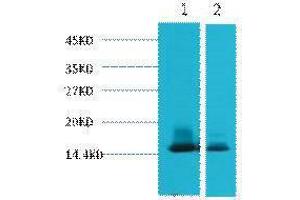 Western Blotting (WB) image for anti-Lactalbumin, alpha- (LALBA) antibody (ABIN3181154) (LALBA Antikörper)