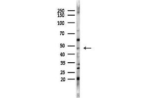 Western blot analysis of lysates from HepG2 cells(starvation,24h treatment), using TGF beta 2 Antibody at 1/1000 dilution.