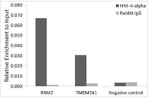 Chromatin immunoprecipitation analysis of extracts of HepG2 cells, using HNF-4-alpha antibody (ABIN7267621) and rabbit IgG. (HNF4A Antikörper)