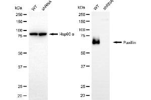 Western blotting analysis using paxillin antibody (ABIN7799743). (Paxillin Antikörper)