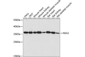 Western blot analysis of extracts of various cell lines, using NS antibody (ABIN7268964) at 1:1000 dilution. (NSA2 Antikörper  (AA 1-260))