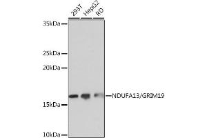 Western blot analysis of extracts of various cell lines, using NDUF/NDUF/GRIM19 Rabbit mAb (ABIN7268800) at 1:1000 dilution. (NDUFA13 Antikörper)