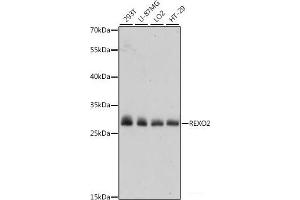 REXO2 Antikörper